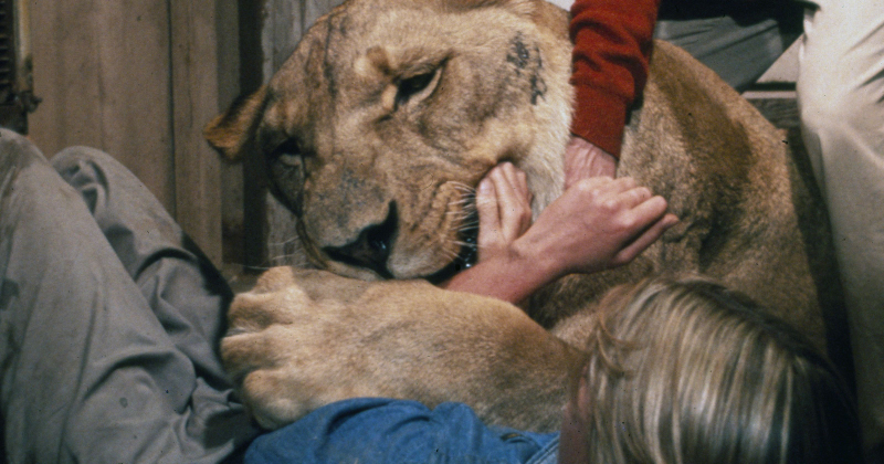 Illustration for article titled Cómo se rodó Roar, la película más peligrosa de la historia que estuvo a punto de acabar con la vida de todo el reparto
